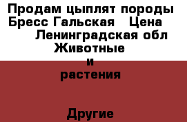 Продам цыплят породы Бресс Гальская › Цена ­ 300 - Ленинградская обл. Животные и растения » Другие животные   . Ленинградская обл.
